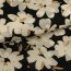 Viskose Chiffon - Blumen in wei&szlig; auf schwarz - *Made in Italy*